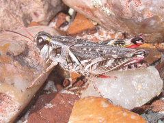 Melanoplus gladstoni