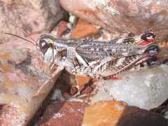 Melanoplus gladstoni