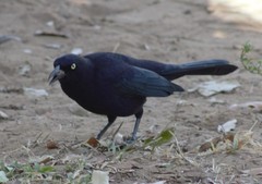 Quiscalus lugubris