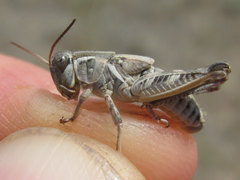 Melanoplus gladstoni