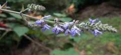Salvia polystachia