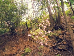 Rhododendron carolinianum