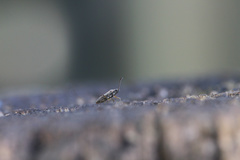 Nysius raphanus