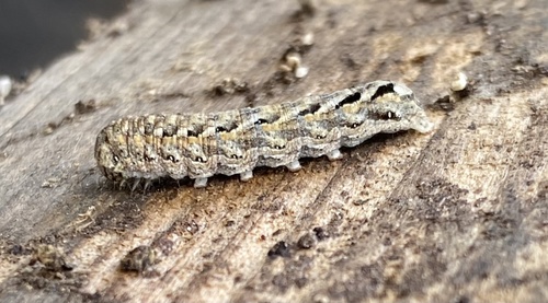 iNaturalist observation photo of Cutworms and Dart Moths