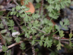 Chaerophyllum colensoi