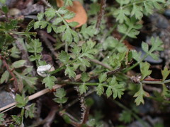 Chaerophyllum colensoi