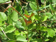 Lycaena salustius