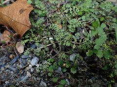 Chaerophyllum colensoi