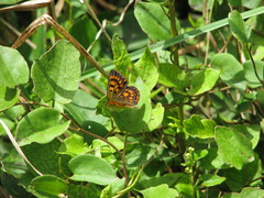 Lycaena salustius