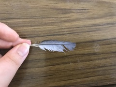 Artamus leucorynchus