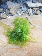 Ulvaceae