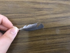 Artamus leucorynchus