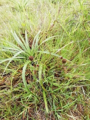 Eryngium sanguisorba