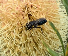Hylaeus alcyoneus