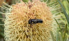 Hylaeus alcyoneus