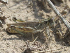 Melanoplus infantilis