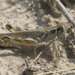 Tiny Spur-throat Grasshopper - Photo (c) Mathew L. Brust, some rights reserved (CC BY-NC), uploaded by Mathew L. Brust