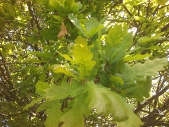 Quercus