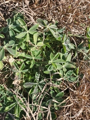 Lupinus texensis