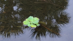 Pistia stratiotes image
