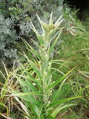 Eryngium eburneum