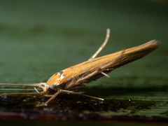 Stathmopoda skelloni