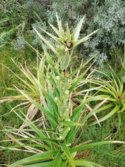 Eryngium eburneum