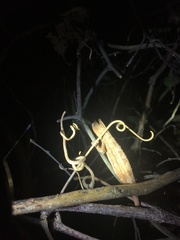 Rieppeleon kerstenii