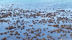Ecklonia