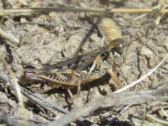 Melanoplus infantilis