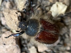 Paracotalpa
