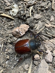 Paracotalpa