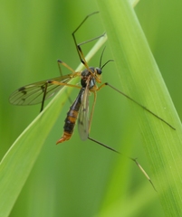 Ptychoptera albimana
