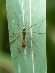 Ptychoptera albimana