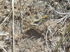 Melanoplus infantilis