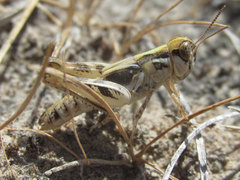 Melanoplus infantilis