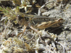 Melanoplus infantilis