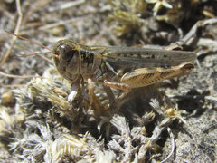 Melanoplus infantilis