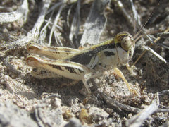 Melanoplus infantilis