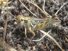 Melanoplus infantilis