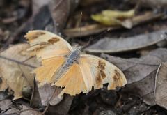 Euphaedra neophron ellenbecki