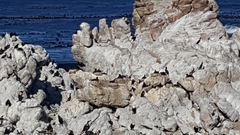 Phalacrocorax neglectus