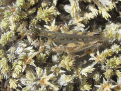 Melanoplus infantilis