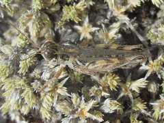 Melanoplus infantilis