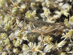 Melanoplus infantilis