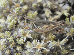 Melanoplus infantilis