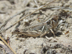 Melanoplus infantilis