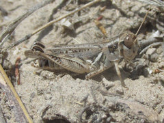 Melanoplus infantilis