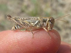 Melanoplus infantilis