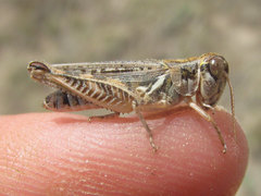 Melanoplus infantilis
